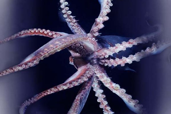 Kraken 25at