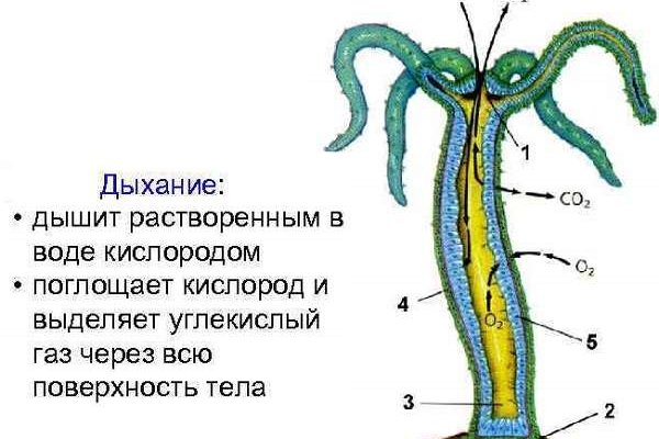 Как зайти на кракен с айфона