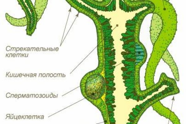 Kraken это современный маркетплейс